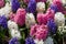 Hyacinths at The Keukenhof, Dutch Public Spring Flowers Garden