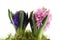 Hyacinths In Moss