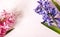 Hyacinths. Spring flowers on pink background