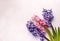 Hyacinths. Spring flowers on pink background