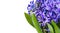 Hyacinths. Spring flowers.Spring Background