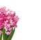 Hyacinths. Spring flowers.Spring Background