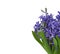 Hyacinths. Spring flowers.Spring Background