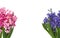 Hyacinths. Spring flowers.Spring Background