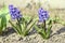 Hyacinthus, dark blue hyacinths plant, bulbous spring flower in bloom in the garden