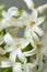 Hyacinthus flower blooms