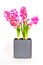 Hyacinthus flower Easter spring