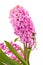 Hyacinthus flower, isolated