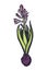 Hyacinthus. Genus Asparagus plant family. Spring Flower. Botanical illustration. Hand drawn.