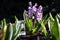 Hyacinthus is a genus of plants from the Asparagaceae