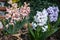 Hyacinthus is a genus of plants from the Asparagaceae family