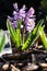 Hyacinthus is a genus of plants from the Asparagaceae family, photographed in a private Italian garden.