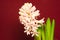 Hyacinthus orientalis