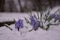 Hyacinthus orientalis bloomed in the snow. purple hyacinth in late winter