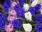 Hyacinthus orientalis flowers colorful bouquets