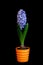 Hyacinthus orientalis - in pot isolated on black