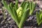 Hyacinthus plant, bulbous spring flower starting to bloom, buds and leaves