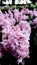 Hyacinthus or Scilloideae, Asparagaceae or  Hyacinthus or Plantae