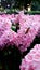 Hyacinthus or Scilloideae, Asparagaceae or  Hyacinthus or Plantae plant