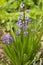 Hyacinthus, simple purple hyacinth flowers in the spring garden. Floral background