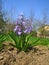 Hyacinthus, violet small genus of bulbous, fragrant flowering plants