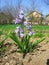 Hyacinthus, violet small genus of bulbous, fragrant flowering plants