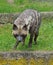 Hyaena brunnea