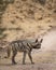 hyaena hyaena or Striped hyena side profile with eye contact on safari track blocking road during outdoor jungle safari in