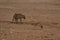 Hyaena on the prowl in Etosha National Park