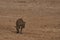 Hyaena on the prowl in Etosha National Park