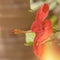 Hybiscus Flower head. Closeup. Isolated