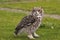 Hybrid African spotted eagle owl x Gt horned owl