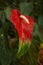 Hybrid Anthurium Flower