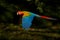 hybrid Ara macao x Ara ambigua form, in tropical forest, Costa Rica. Red hybrid parrot in forest. Rare Macaw parrot flying in dark