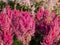 Hybrid Astilbe (Astilbe x arendsii) \\\'Gloria Purpurea\\\' blooming with plumes of fluffy, rose red flowers