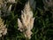 Hybrid Astilbe (Astilbe x arendsii) \\\'Weisse Gloria\\\' blooming with white flowers on pyramidal plumes in