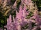 Hybrid Astilbe, False Spirea (Astilbe x arendsii) \\\'America\\\' blooming with generous pink bloom