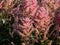 Hybrid Astilbe, False Spirea (Astilbe x arendsii) \\\'Elizabeth Bloom\\\' blooming with soft-pink flowers