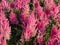 Hybrid Astilbe, False Spirea (Astilbe x arendsii) \\\'Gloria Purpurea\\\' blooming with plumes of rose red flowers