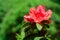Hybrid Azalia Rhododendron hybridum