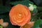 Hybrid Begonia tuberhybrida flower in salmon orange color in Tasmania, Australia.