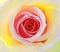 Hybrid bicolour tea rose in summer bloom