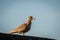 Hybrid bird, a mix of European Herring Gull Larus argentatus and Glaucous gull Larus hyperboreus standing on a wall