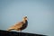 Hybrid bird, a mix of European Herring Gull Larus argentatus and Glaucous gull Larus hyperboreus standing on a wall