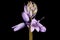 Hybrid Bluebell Hyacinthoides x massartiana. Inflorescence Closeup