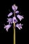 Hybrid Bluebell Hyacinthoides x massartiana. Inflorescence Closeup