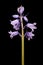 Hybrid Bluebell Hyacinthoides x massartiana. Inflorescence Closeup