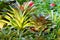 Hybrid of bromeliad decoration