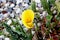 Hybrid Calla Lilies Millennium Gold, Zantedeschia `Millenium Gold`, `Yellow Mammoth`