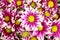 Hybrid Chrysanthemum (Dendranthemum grandifflora)